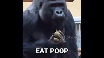 APE LOVE POOP