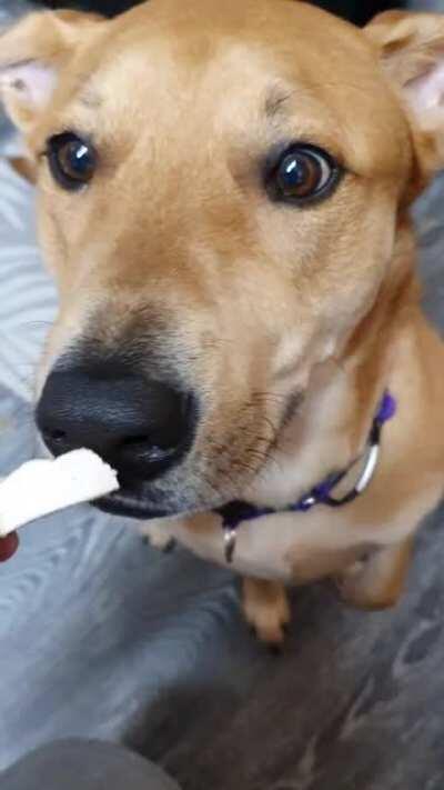 My dog asking for chicken by flicking his eyes between the chicken and my eyes. I have 2 autistic children so he has been taught to not take food unless told he can have it. My beautiful boy!