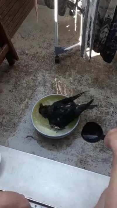 Driven by the extreme heat, a raven came to our balcony and asked for some water. Look how much he enjoys his bath!