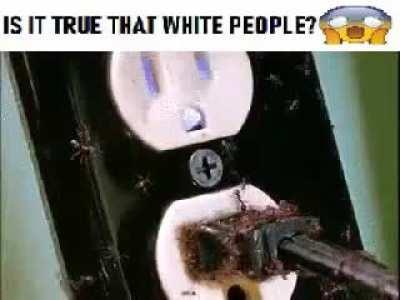 White people is this true? Pleas let me no