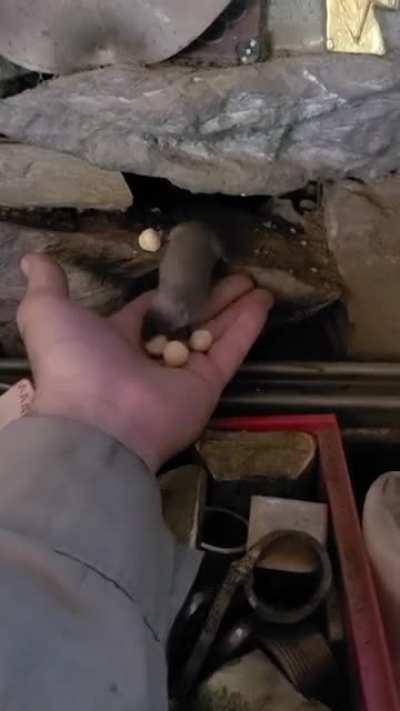 I made friends with the vole that lives in my barn