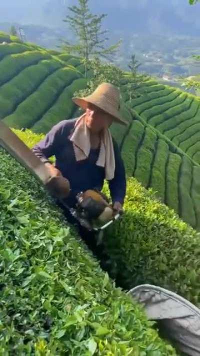 Tea harvesting and a stunning view would be the most relaxing job ever .