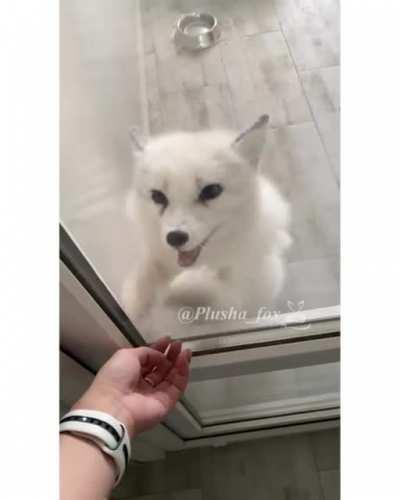 White fox