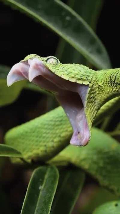 Western Bush Viper taking a yawn