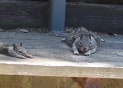 🔥 Lazy afternoon for a couple of adorable squirrels