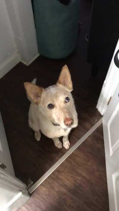 Doggo's polite and subtle implication that he is interested in going for a walk