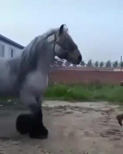 🔥 Biggest horse you've ever seen