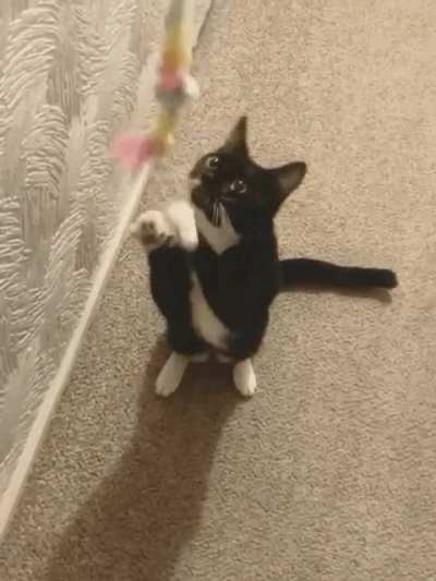 CatGifs