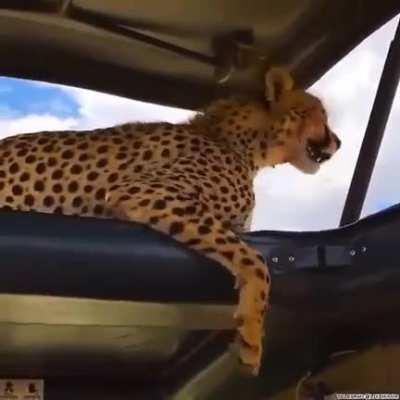 A Cheetah Finds Shade In A Car