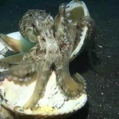 Octopus using shells as its shields from an approaching scuba diver