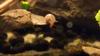 Are these baby bladder snails? 