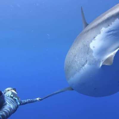 Ocean Ramsey Encounters GIANT 20ft Long 8ft Wide Great White Shark