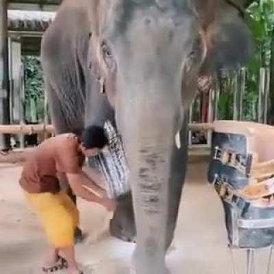 Giving an elephant a prosthetic leg.