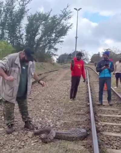 Guy handles a giant snake