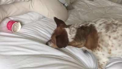 My rescue dog trying to bury his doggie ice cream (lactose free) in the bed to save it for later.