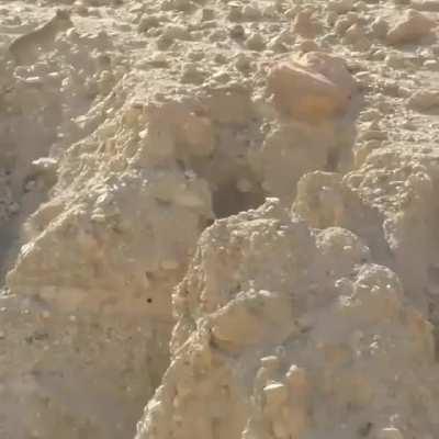 Arabian Wolf hunting Ibex (Wild Goat) on Desert Cliff