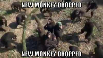 NEW MONKE :O