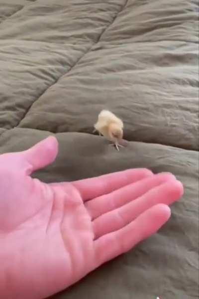 This tiny chicken!