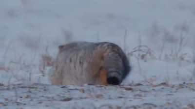 Spicy Pallas cat of Mongolia