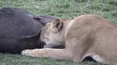 (x-post r/hardcorenature) Lioness eats a Wildebeest's balls