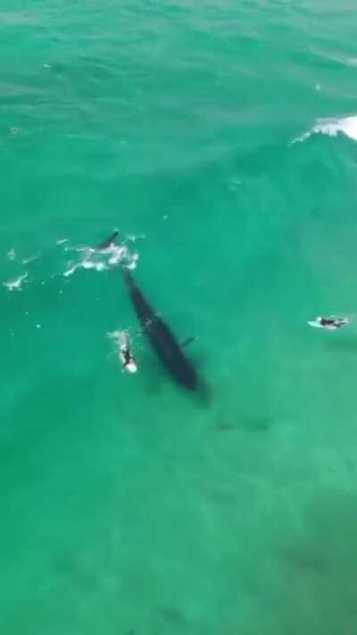 A Whale and Surfers waiting for the perfect wave and the Whale takes it