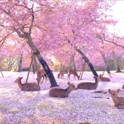 A Herd Of Deer Relaxing By Cherry Blossom Trees In Nara, Japan