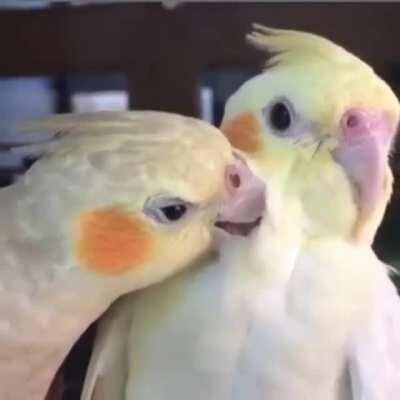 Preening birbies