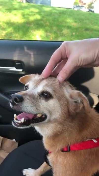 Dog is not amused by dad joke.