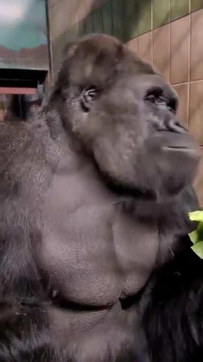 Gorillas make vocalisations to express satisfation when they enjoy their food...they are also in a permanent state of flatulence because their food is almost exclusively fiber(a lot of it)