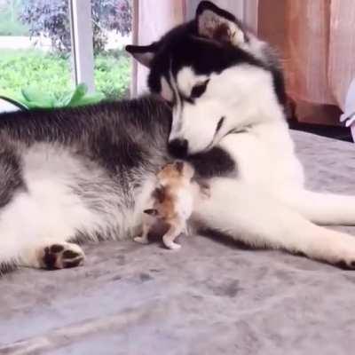 Dogs taking care of newborn Kitty