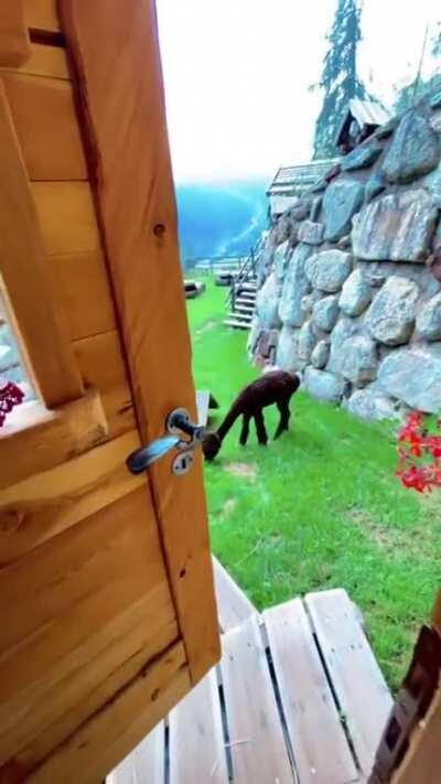 From a cabin in The Dolomites, Italy