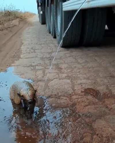 Thirsty Armadillo gets hydrated