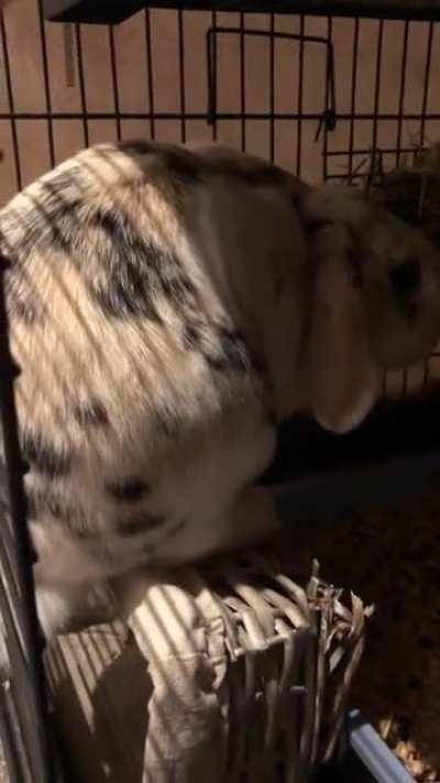 No, human, I require a throne to eat my hay- a litter tray is for peasants!