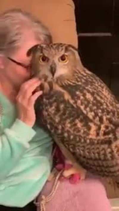 Never thought you could cuddle with an owl..