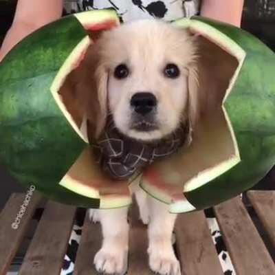 That face is one in a melon