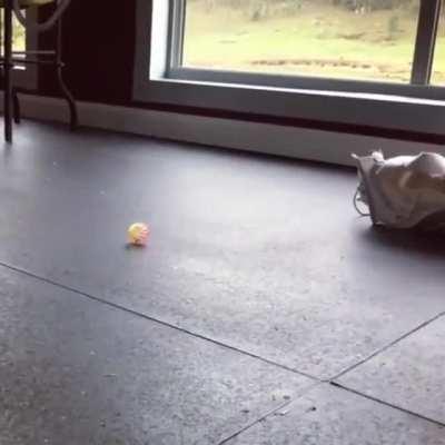 🔥 A rescued baby emu excitedly playing with a marble