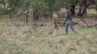 Man Punches Kangaroo in the face to save his dog