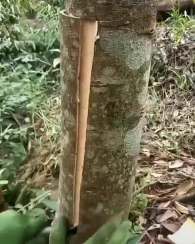 Extracting cinnamon from the tree