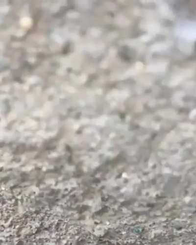 🔥 adaptive little critters inside the crack in the wall