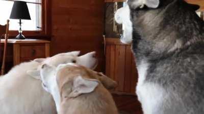 Siberian Huskies Trying to out howl one another