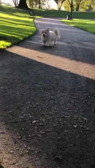 Look at this outrageously bouncy pup! 😍