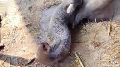 Filling an elephant with water.