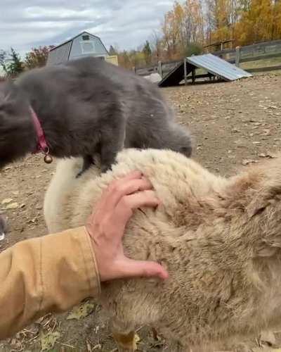 Grass doggo has a friend