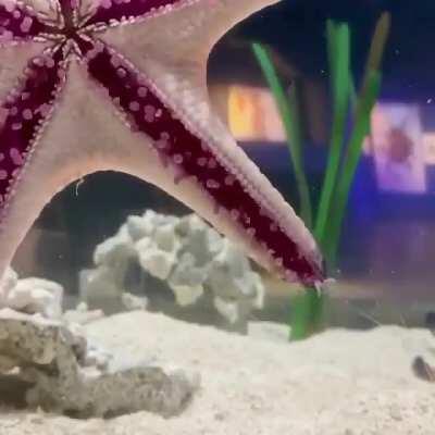 This is how a Starfish walks.