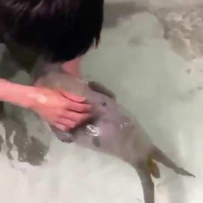 A baby seal learning to swim