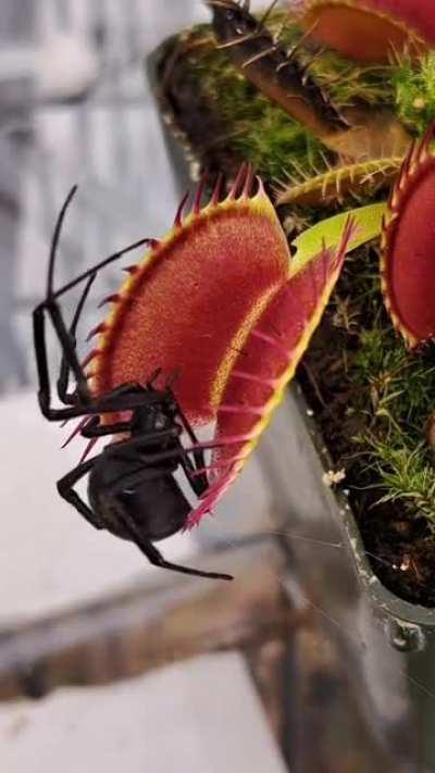 Black widow vs Venus Fly Trap