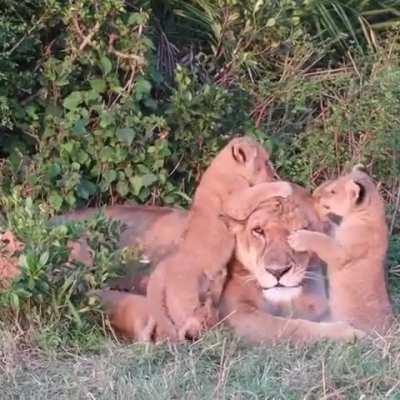 Lioness mom and her little cubs