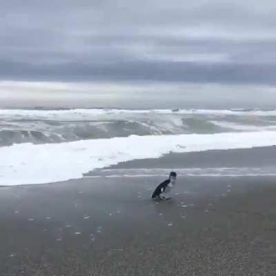 🔥 Little Penguin makes a difficult decision to embrace independence and adventures of the vast ocean..