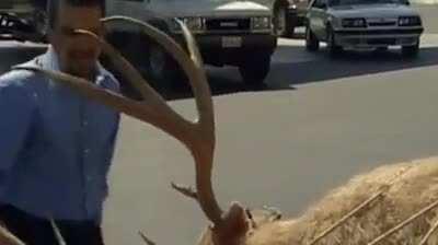 The ol' deer strapped on a hood prank