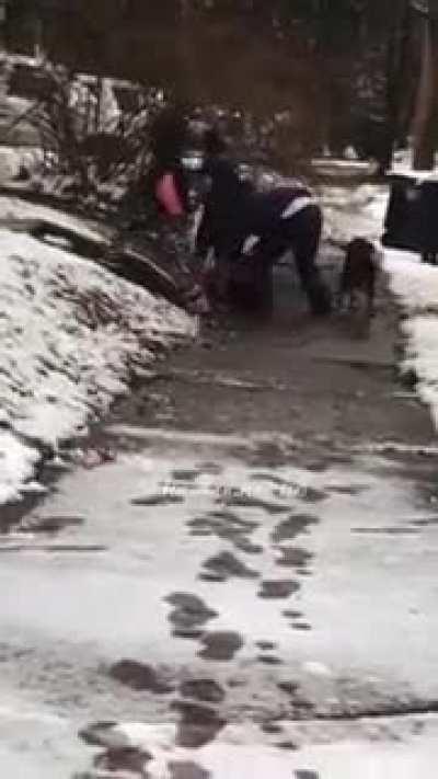 Two Black Pitbulls attack Family’s White Staffordshire Bull Terrier. (No one knew how to break them up)